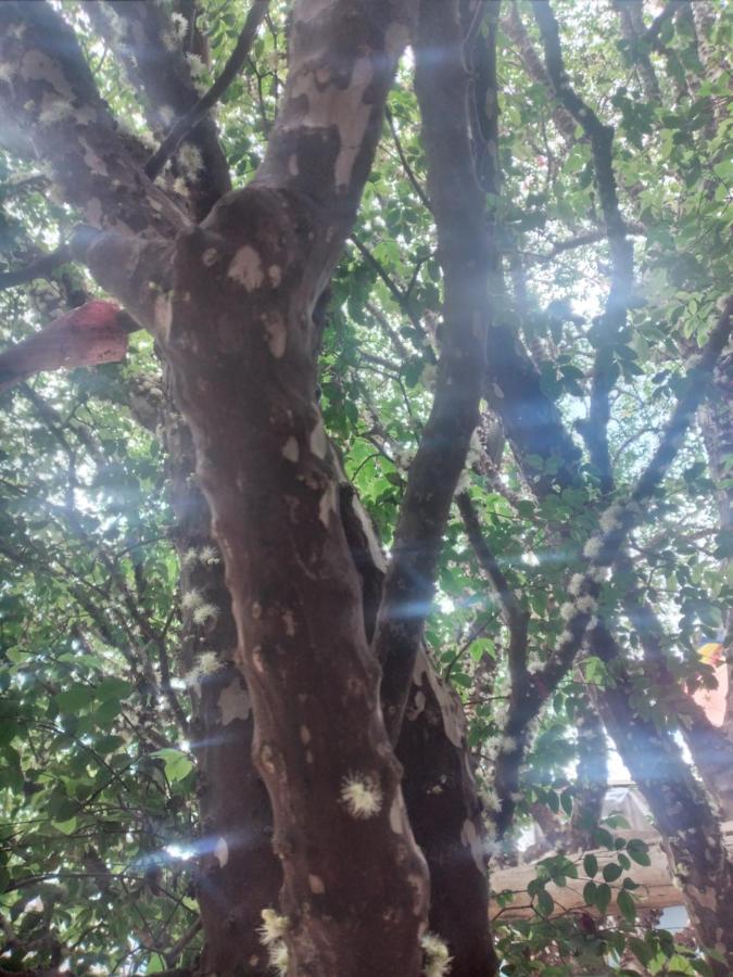Hostel Jabuticaba *